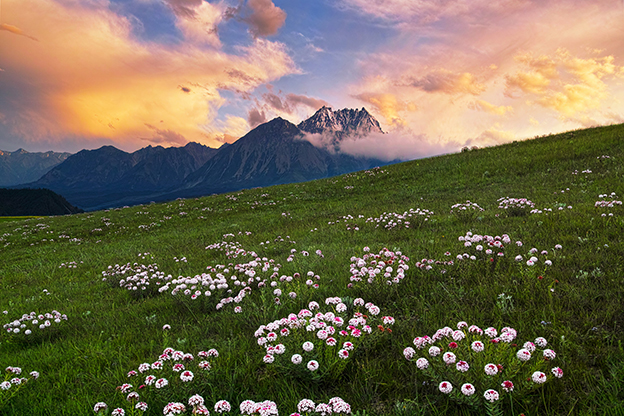 48张洪军《夏日风景》